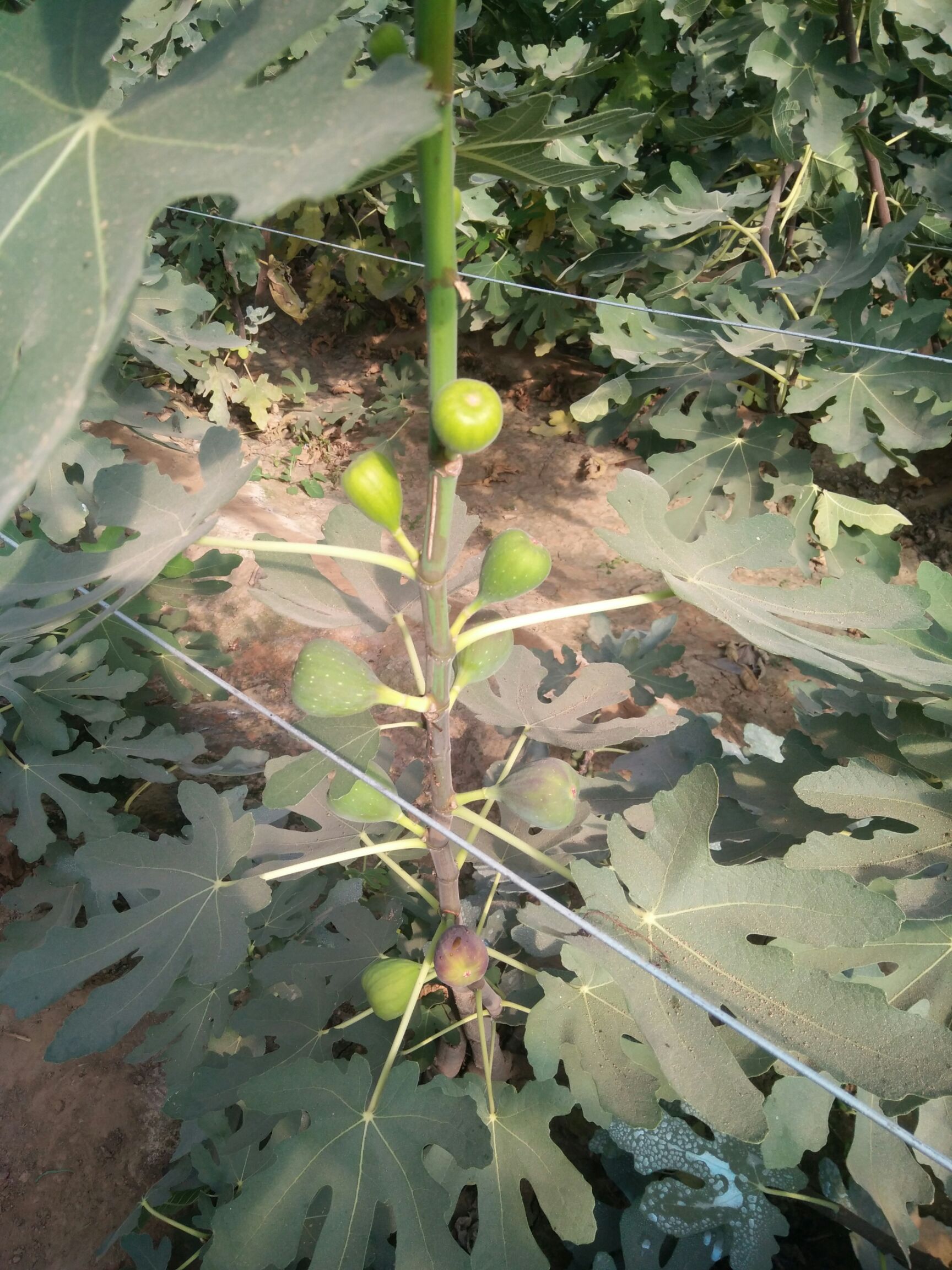 波姬红无花果苗 无花果苗种植批发基地