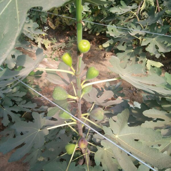 波姬红无花果苗 无花果苗种植批发基地