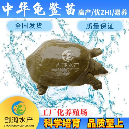广州黄沙鳖苗  【优惠包邮】中华甲鱼苗 水鱼苗 放生鱼 外塘精养