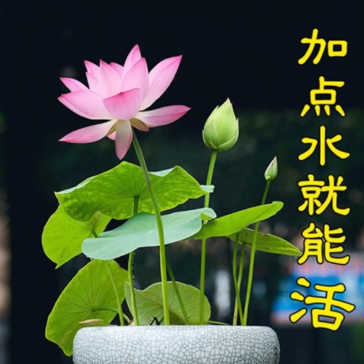 碗莲水培植物种子四季室内水养盆栽花卉莲花种子睡莲水生荷花种