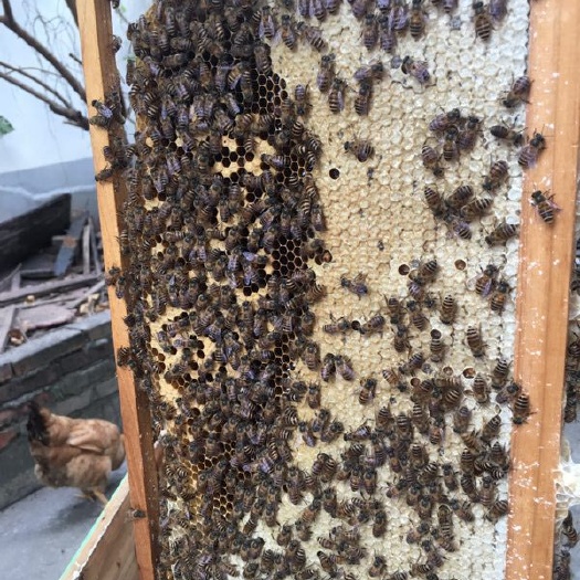 清远 42中蜂群出售清远石角镇付近可送货