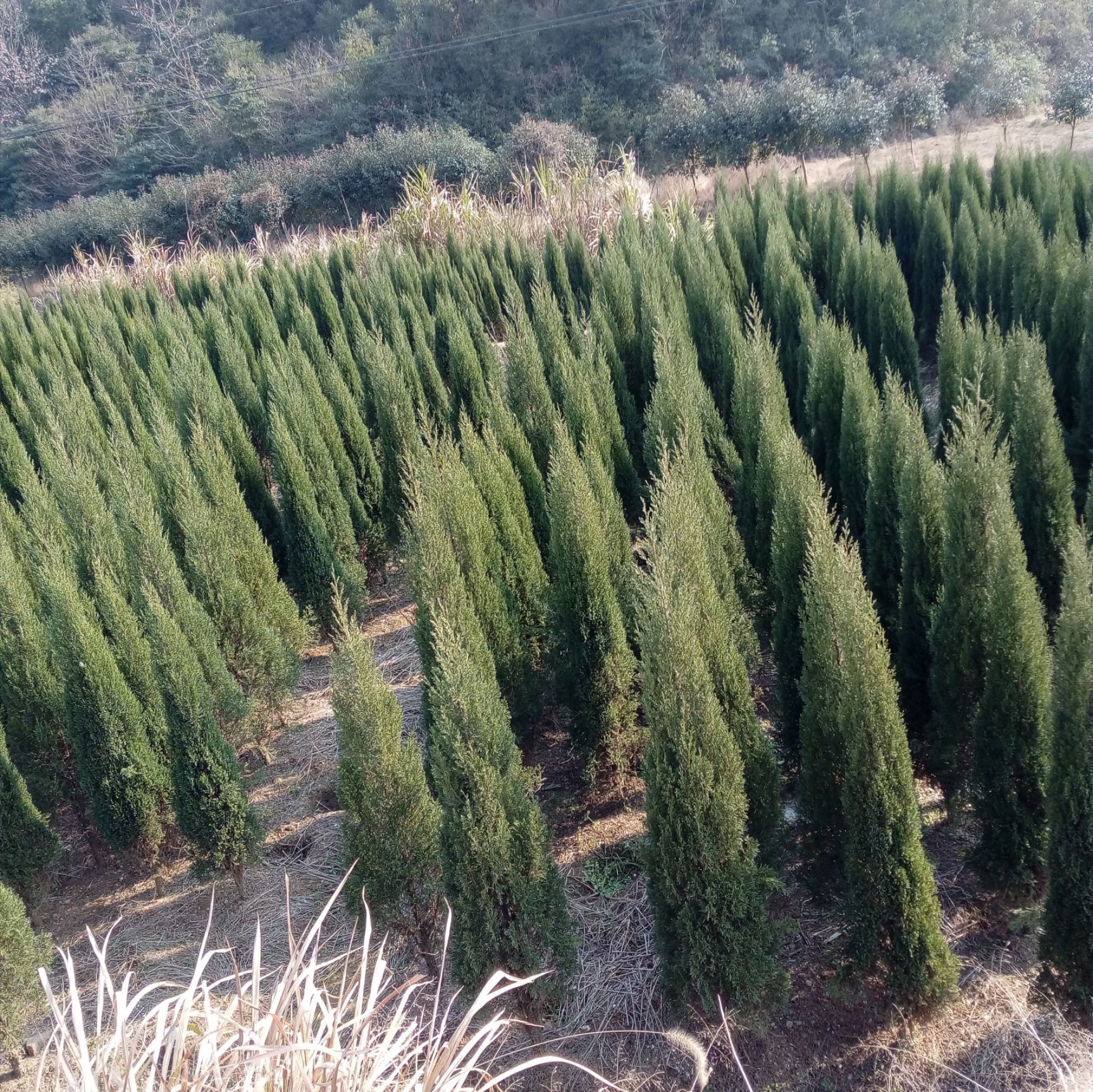 桧柏 基地直销多种规格松柏树形紧凑品种优良量大从优批发供应