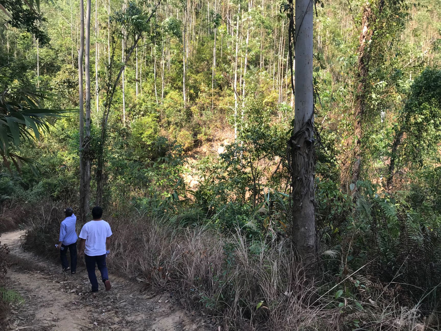  1200亩广九桉树林带地