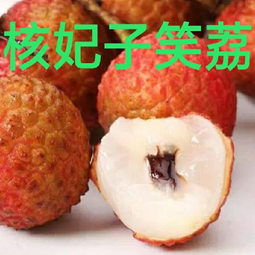 普宁市妃子笑荔枝苗 无核妃子笑荔枝杯苗