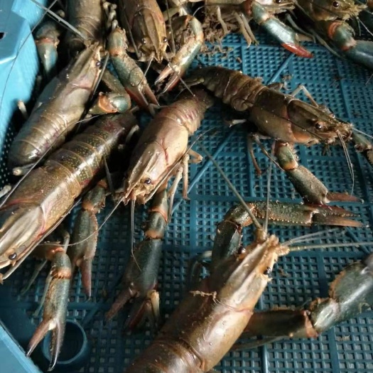 于都县 澳洲淡水龙虾