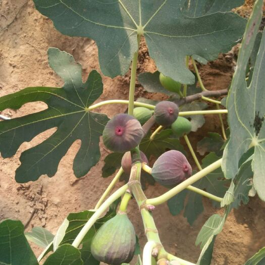 泰安波姬红无花果苗 无花果苗种植批发基地