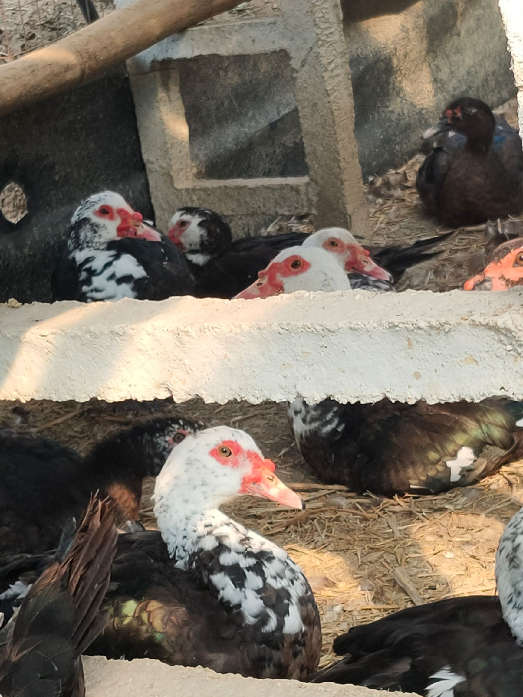  正宗鸳鸯鸭，1000只，平均每只7斤