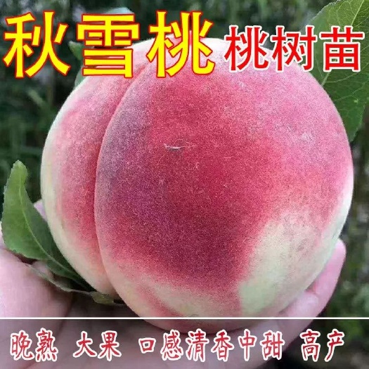 平邑县 秋雪桃树苗   保证品种纯度  基地直销果味甜