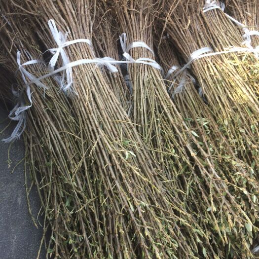 建平县专门从事新品种各种沙棘苗培育，改良，训化，苗木品种纯正。