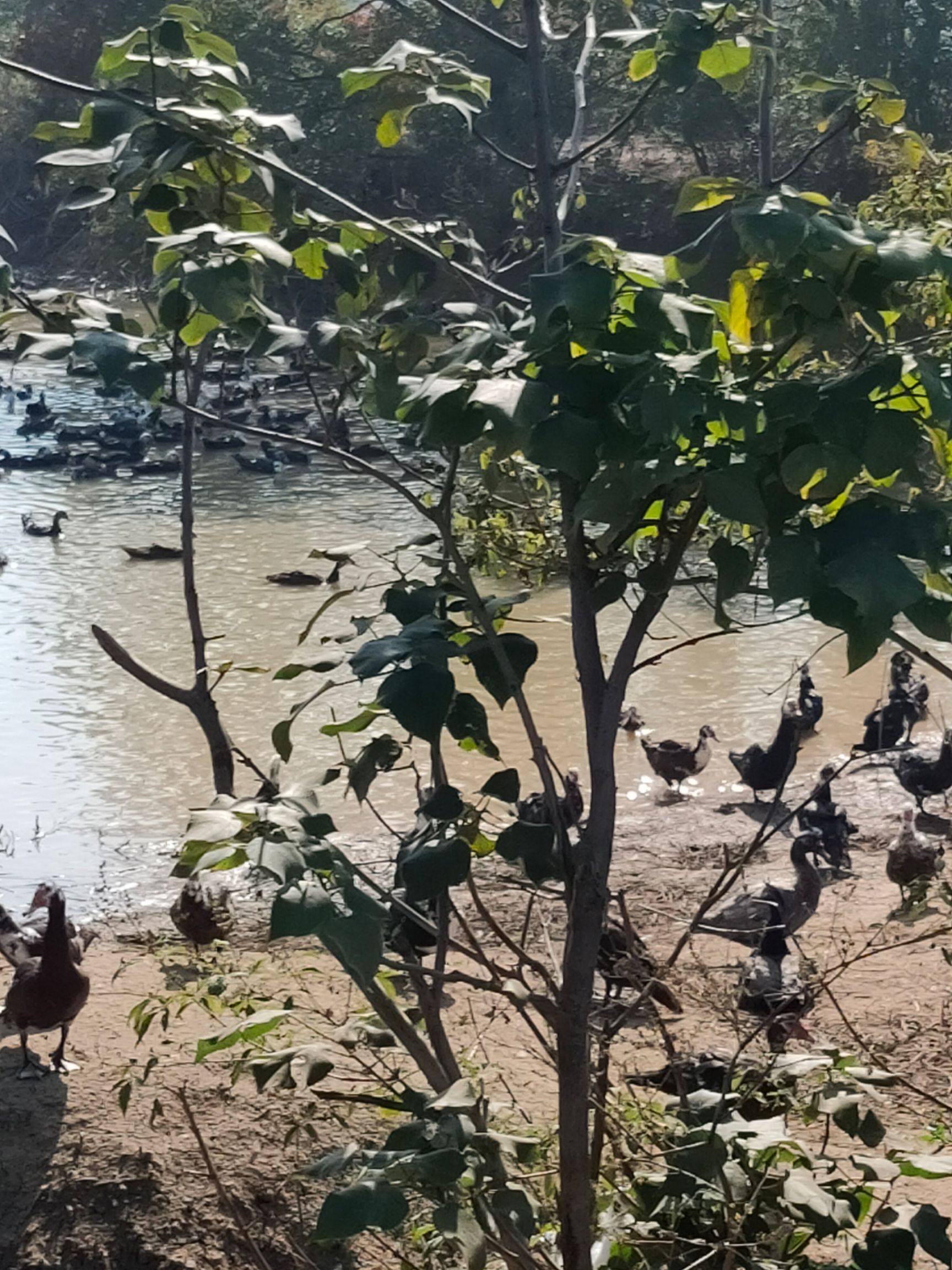 正宗鸳鸯鸭，1000只，平均每只7斤