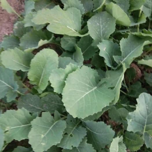 丰县油菜子苗，0.05一颗 .拍前私聊 。