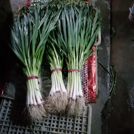 新泰市红根蒜苗 货源充足，质量上等