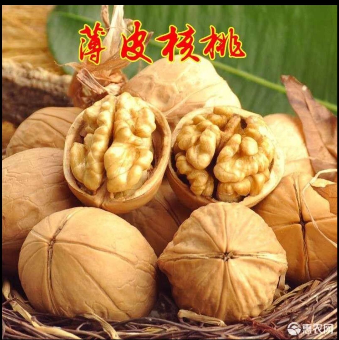 平邑县纸皮核桃苗 纸皮核桃，保证品种，现挖现卖，包成活