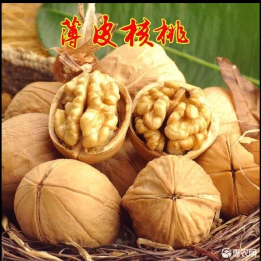 平邑县纸皮核桃苗 正宗纸皮核桃，保证品种，现挖现卖，包成活