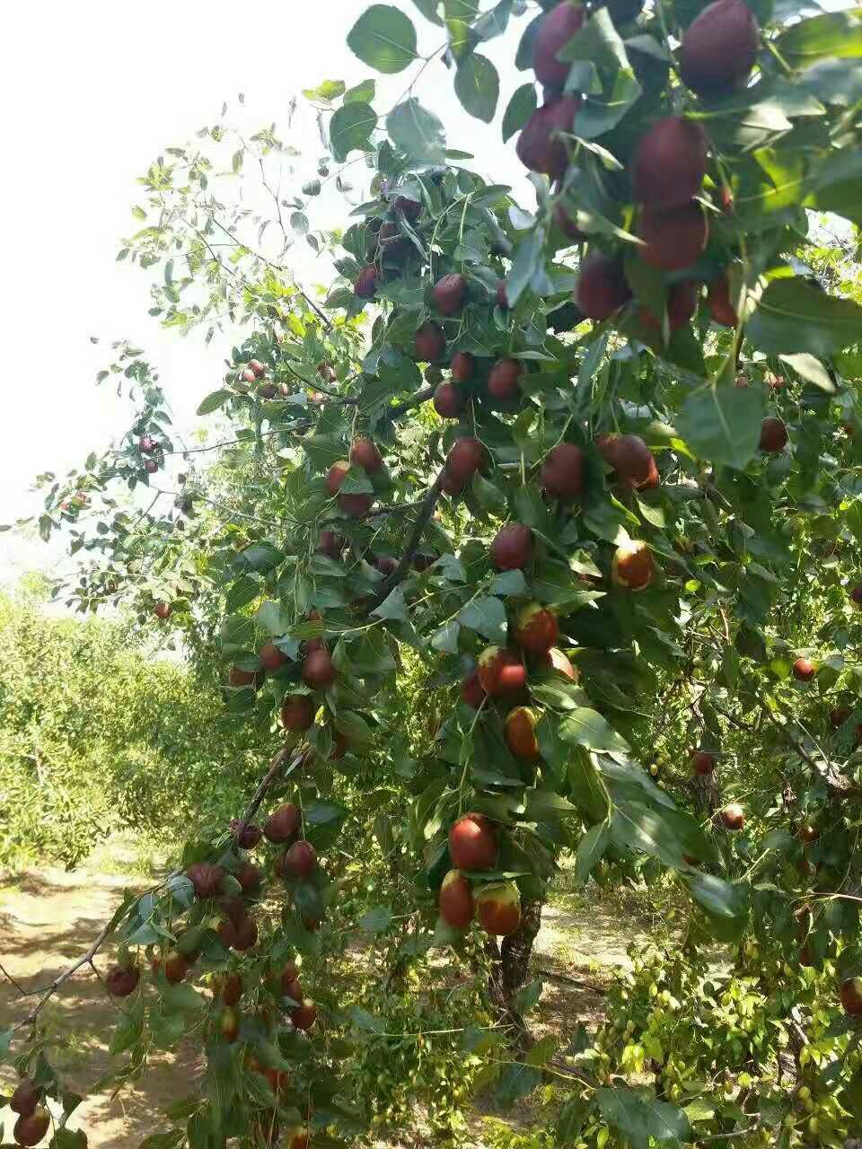红枣苗  金丝   基地直销现挖现发南北方种植