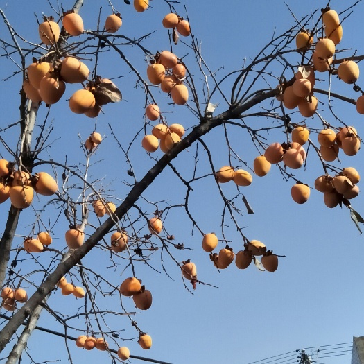 平邑县甜脆柿子苗 牛心甜脆柿子树苗