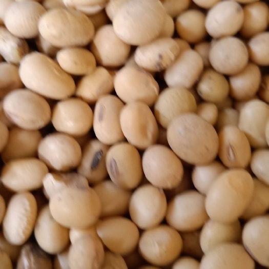 周口黄大豆 黄豆大颗粒。水分。干度好