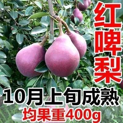  红啤梨苗  保证品种纯度，基地直销，甜度高