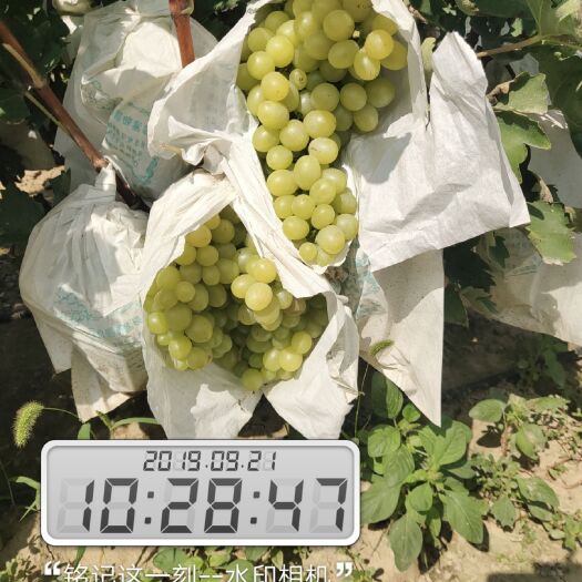 商丘 优质美国青提，货源充足，价格优惠，质量保证，放心购买。
