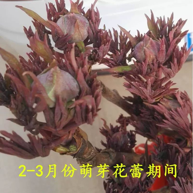 观赏牡丹  颜色多  品种齐全  室内室外都适合。