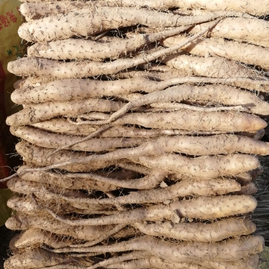 宁阳县白玉山药苗 白玉山药种苗2两起步