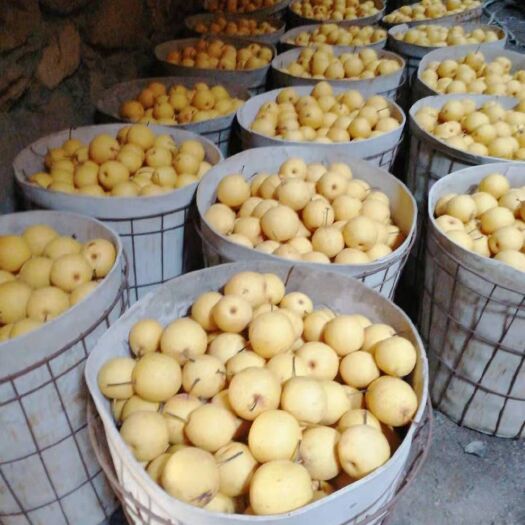 绥中县 绥中产地大白梨价格合里质量保证