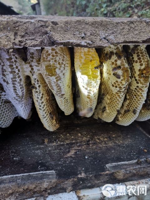 中华蜜蜂 高原中华蜂土蜂蜜