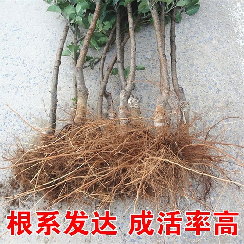  红啤梨苗  保证品种纯度，基地直销，甜度高