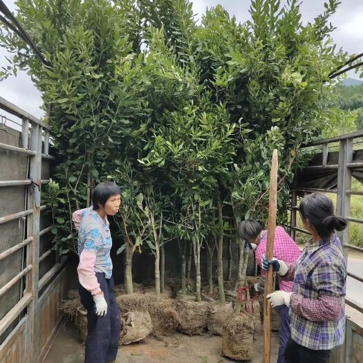 岑溪市桂热一号夏威夷果苗 大杯澳洲坚果苗
