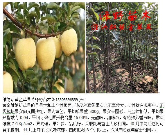 临沂杜梨苗 苹果苗