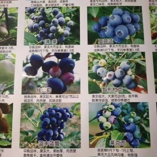泰安 智利杜克蓝莓苗，地栽蓝莓苗，蓝莓挂果树