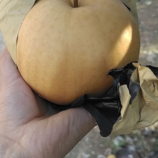 太康县晚秋黄梨 85mm以上 550-600g