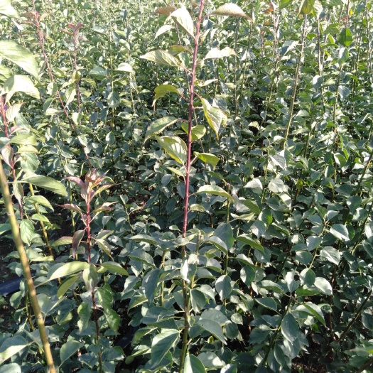 新沂市红梅