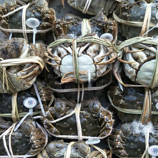 昆山市阳澄湖镇大闸蟹  实在商家