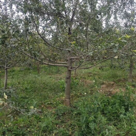运城红富士苹果苗 苹果树