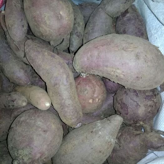 泌阳县紫云红心红薯 速度，