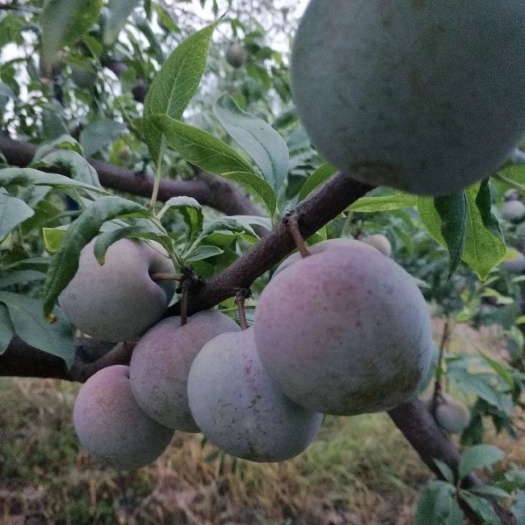 南阳 樱桃苗，美早，红灯
