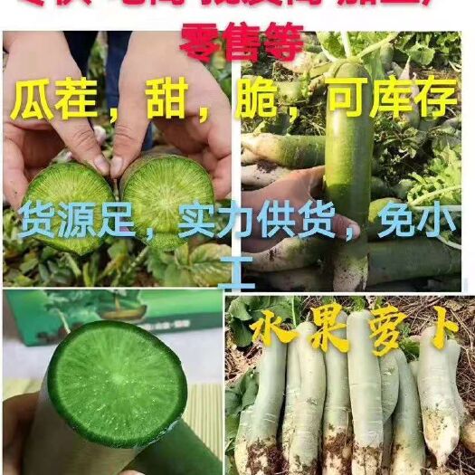 潍坊 潍坊青萝卜，口感脆甜，价格便宜，无人工费