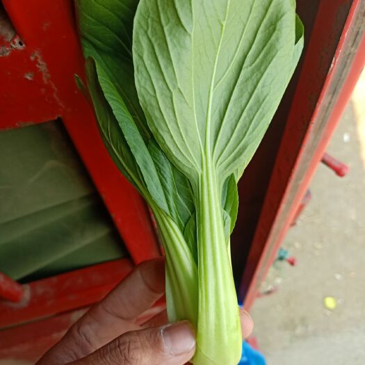 南通 全年供应精品油菜小青菜 上海青