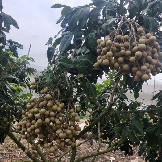 东方市 海南反季节龙眼，从开花到成熟都是农民精心照顾的。龙眼都是现卖