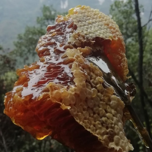 施秉县 深山老林纯野生蜂蜜，不满意随时退，有一滴假包赔百倍。