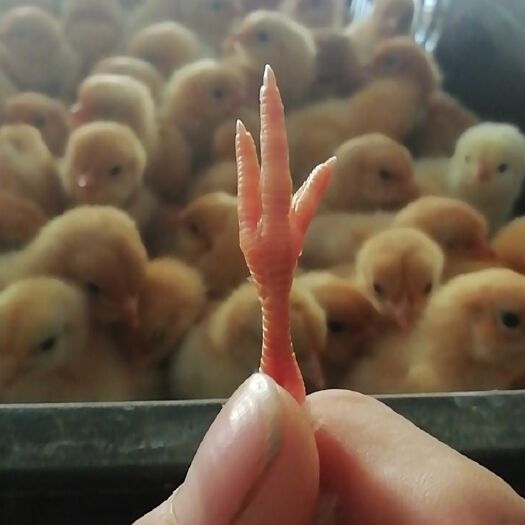 广州肉鸡苗 常年出售各种优质苗品种齐全