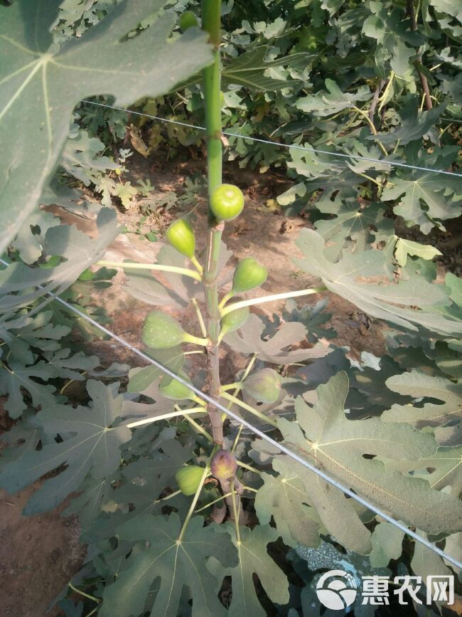 波姬红无花果苗 无花果苗种植批发基地