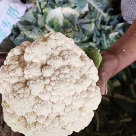 邯郸白花菜花  我处精品实花大量上市各种蔬菜大量供应好配货