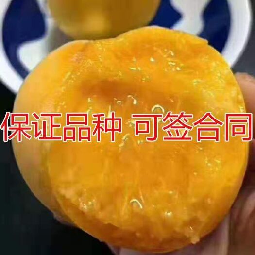 平邑县锦绣黄桃苗 自己种植自己嫁接，品种纯正。现挖现发，成活率高