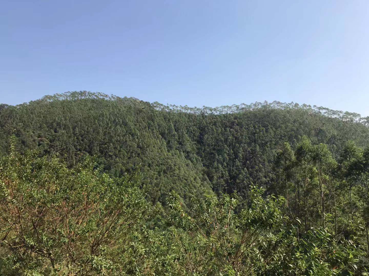  1200亩广九桉树林带地