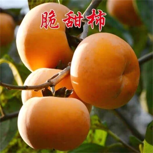 平邑县 牛芯柿树苗