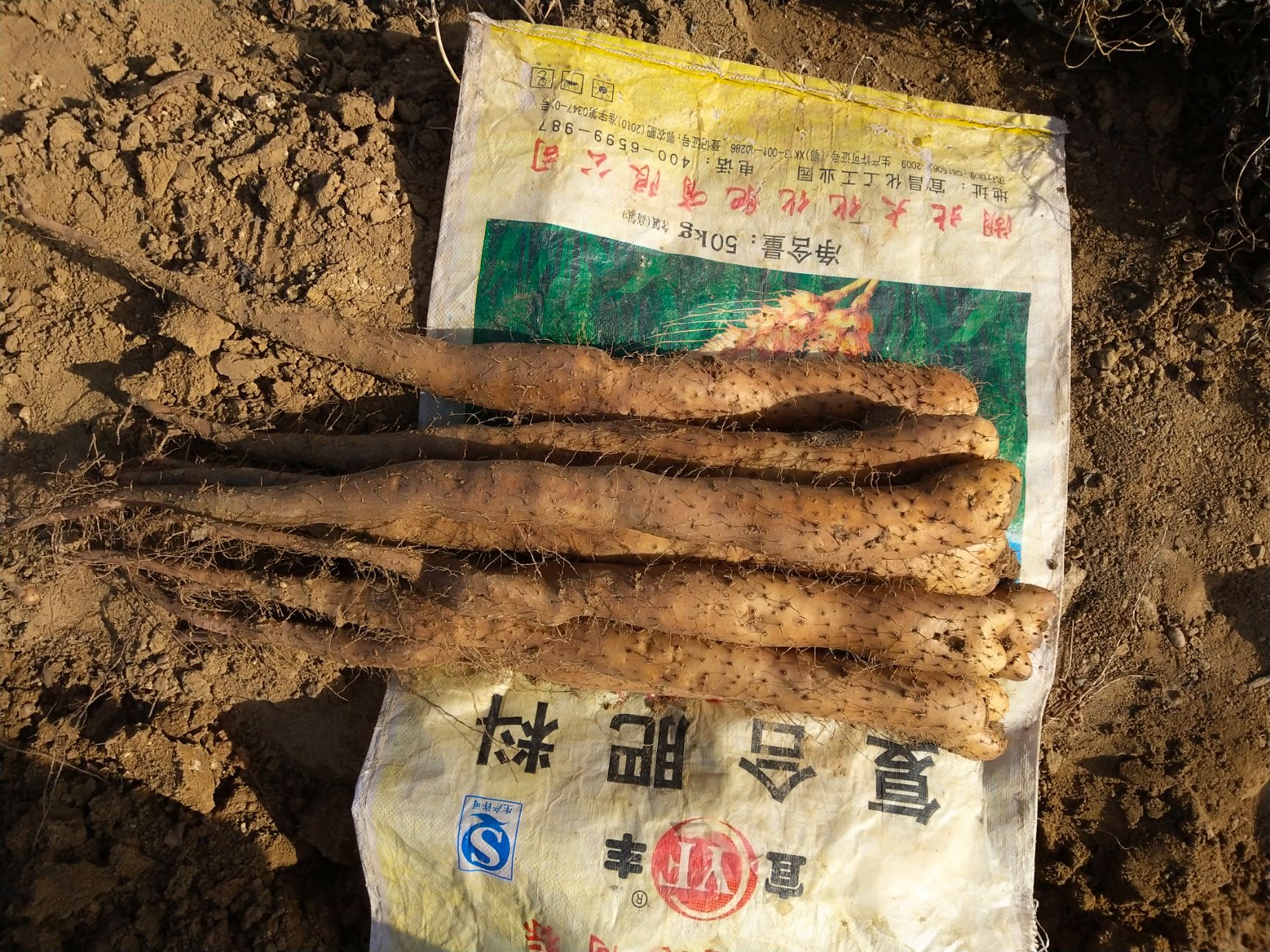  白玉牛腿山药