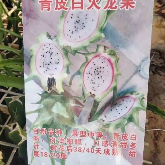 灵山县黄皮火龙果苗
