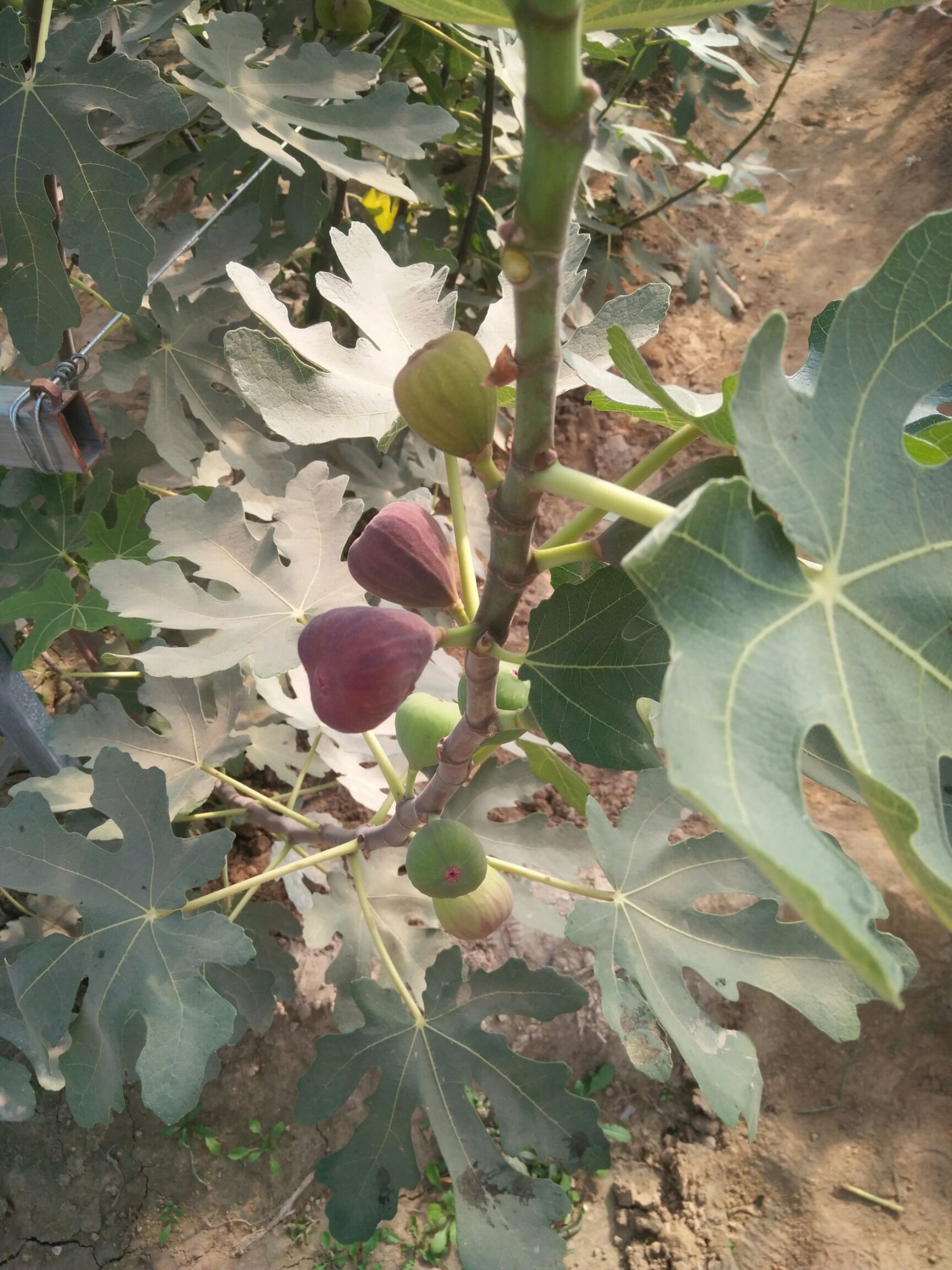 波姬红无花果苗 无花果苗种植批发基地